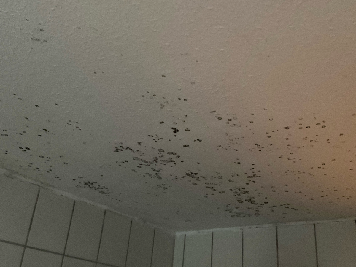 schimmel vorher (2) schimmel vorher (2)